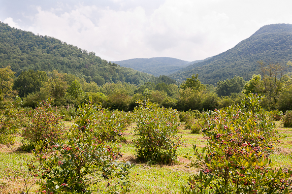 River Road Farm (1 of 1)