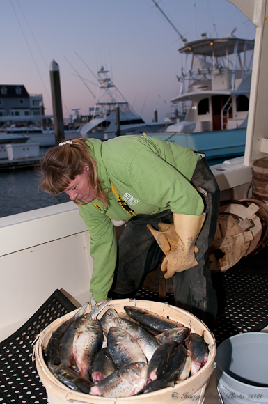 Crab Bait