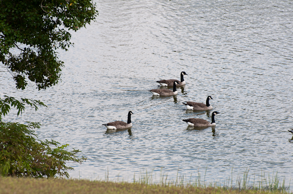 Geese