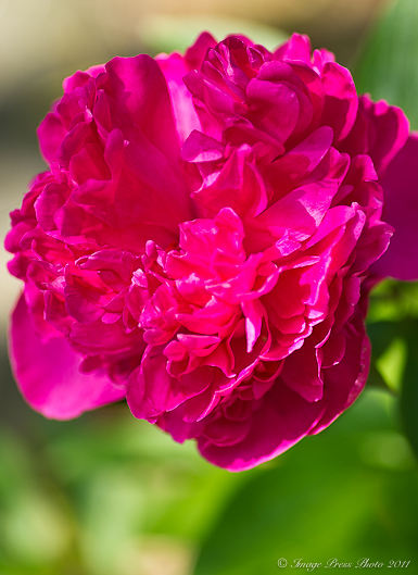 Mountain Spring Flowers-2-5