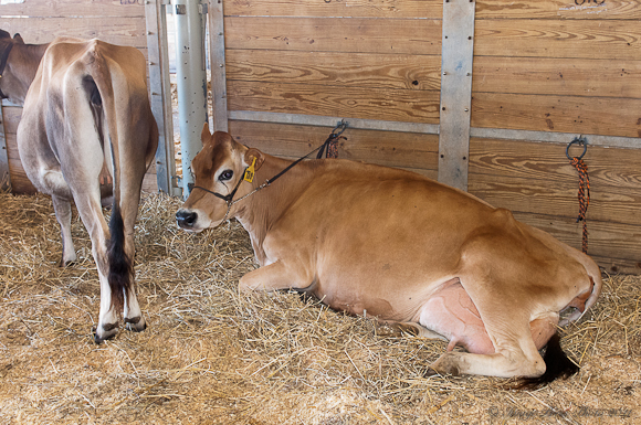 Cows at the fair3