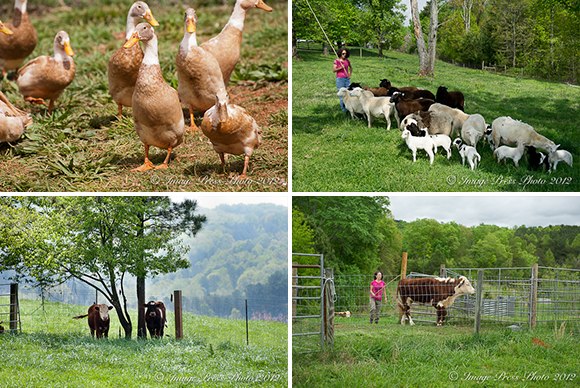 Farm4