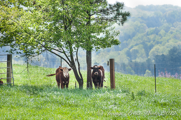 Four Mile Cows