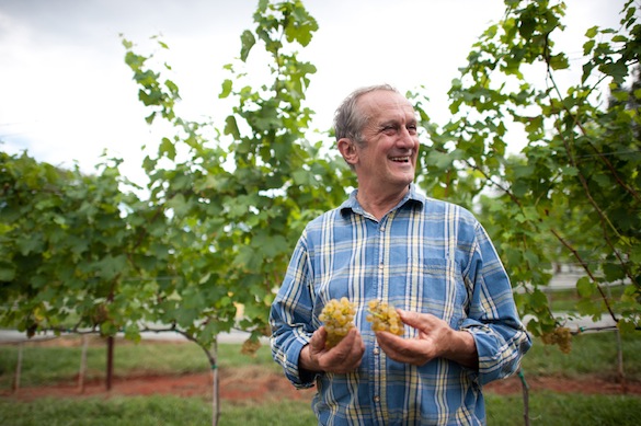 Garbiele Rausse in the Monticello vineyard, ©Thomas Jefferson Foundation at Monticello, photograph by Sarah Cramer Shield