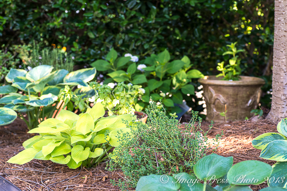 Garden-14