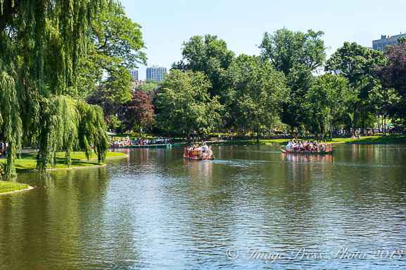 The Swan Boats at the Public Garden