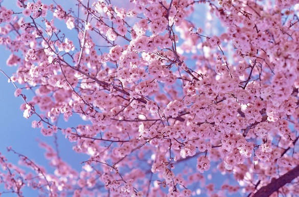 Cherry Blossom Trees in full bloom