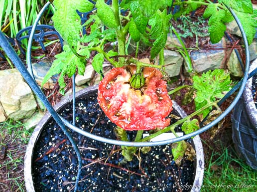 My second tomato met a death by critters