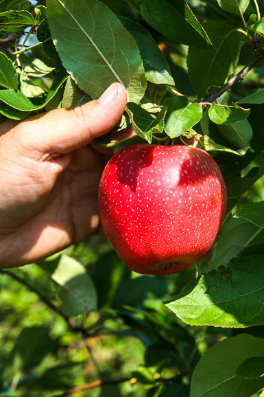 SweeTango apple at Larmont Fruit Farms