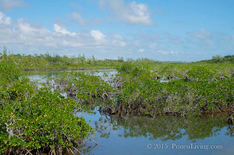 Mangroves at the National Park