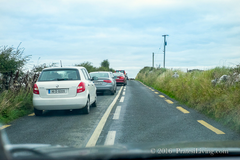 Cows in the road (1 of 1)