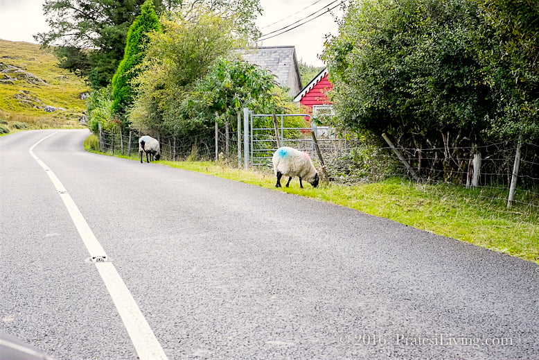 Sheep (1 of 1)