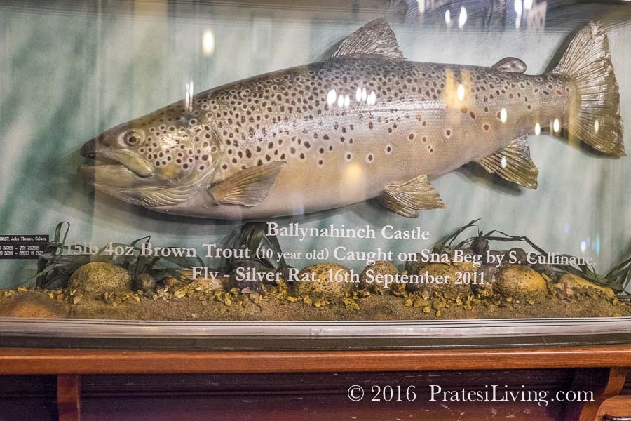 A trout caught in the river