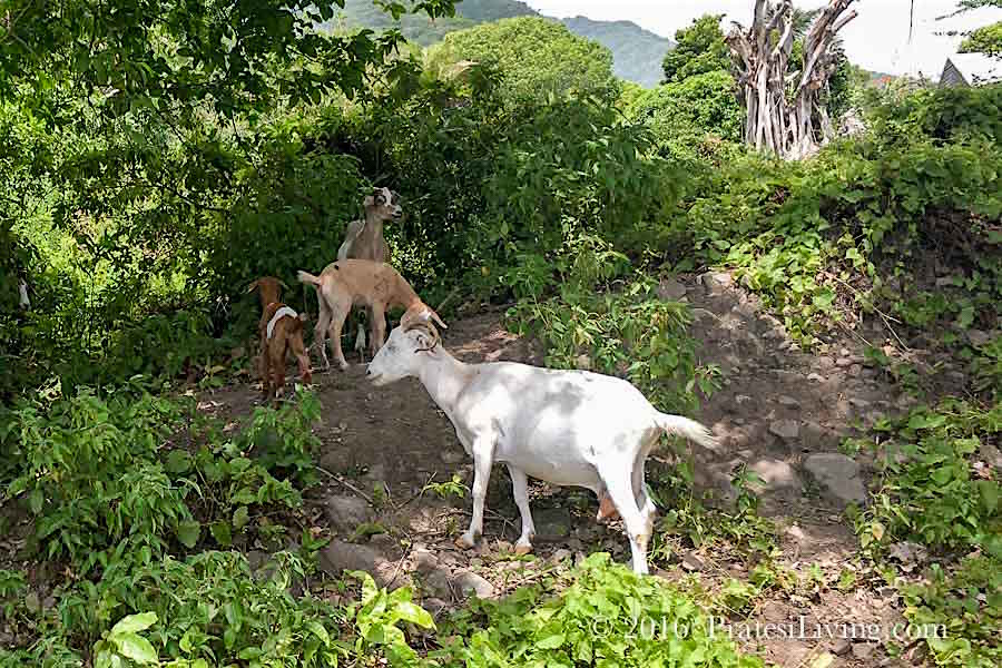 Wild goats