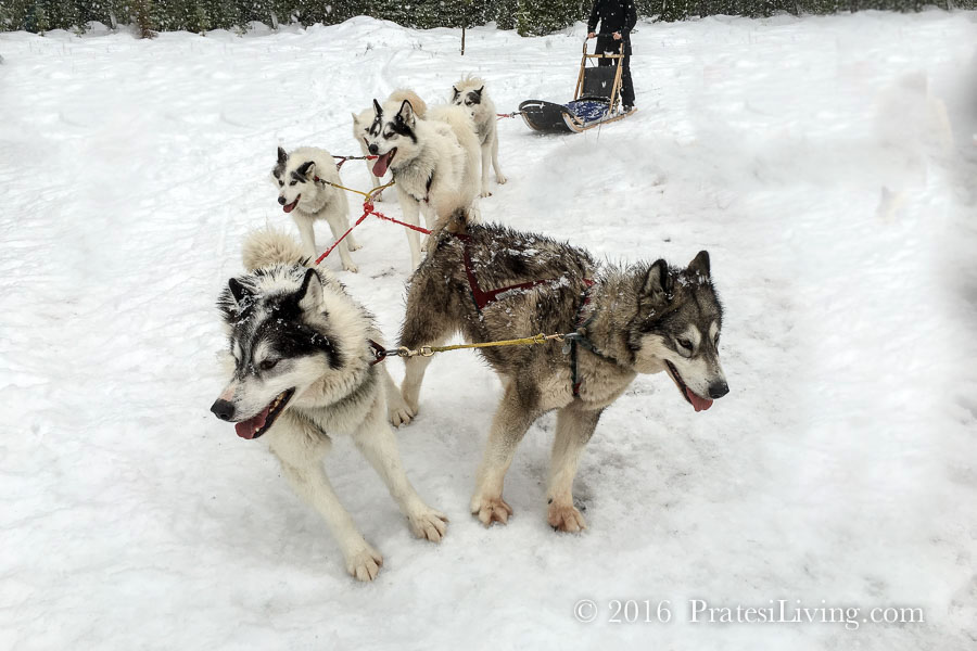 Inuit sled dogs 